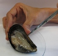 You can't tell by looking whether a mussel is safe to eat.